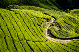 Cameron Highlands