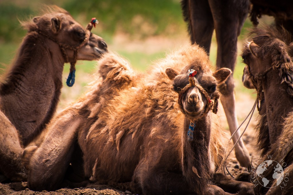 Wielbłądy dwugarbne, baktriany na pustyni Gobi, Mongolia