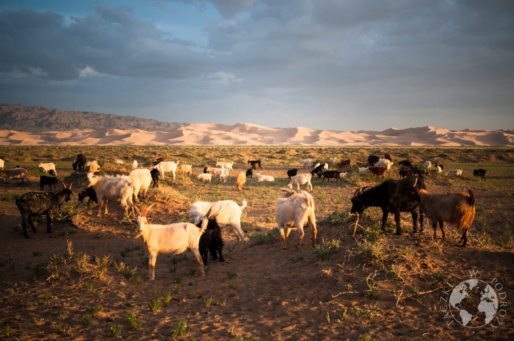 kozy na pustyni Gobi, wydmy Khongoryn Els, Mongolia