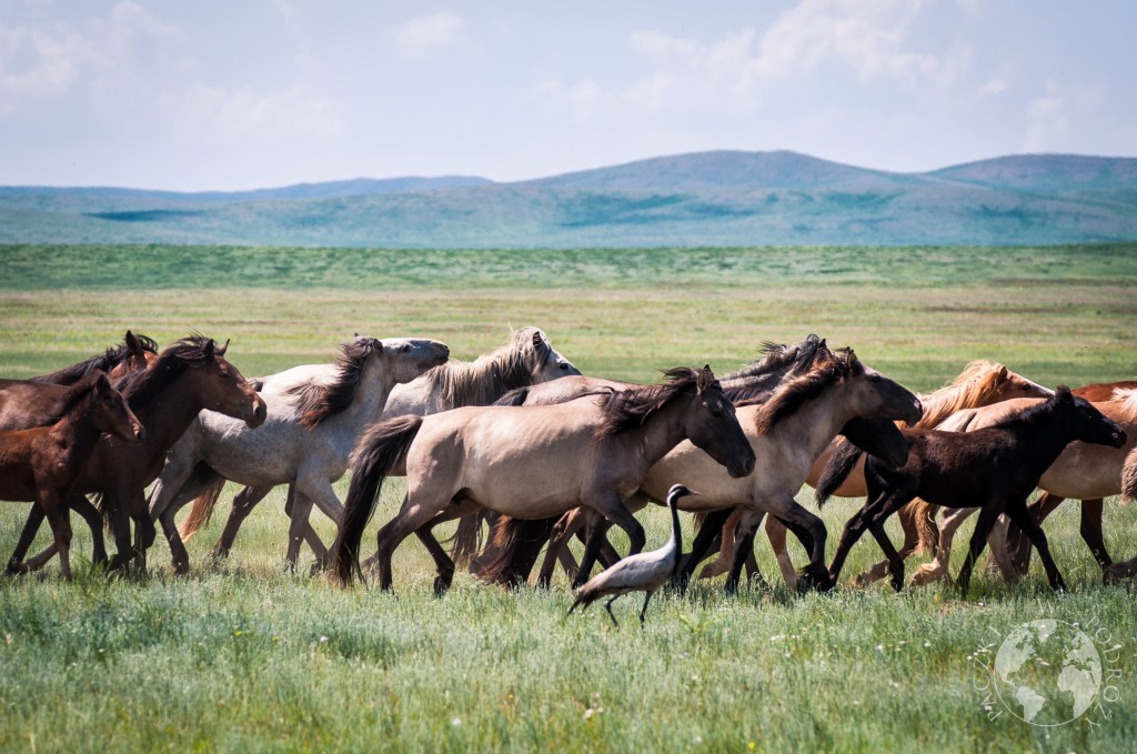 Dziki koń na stepie, Mongolia