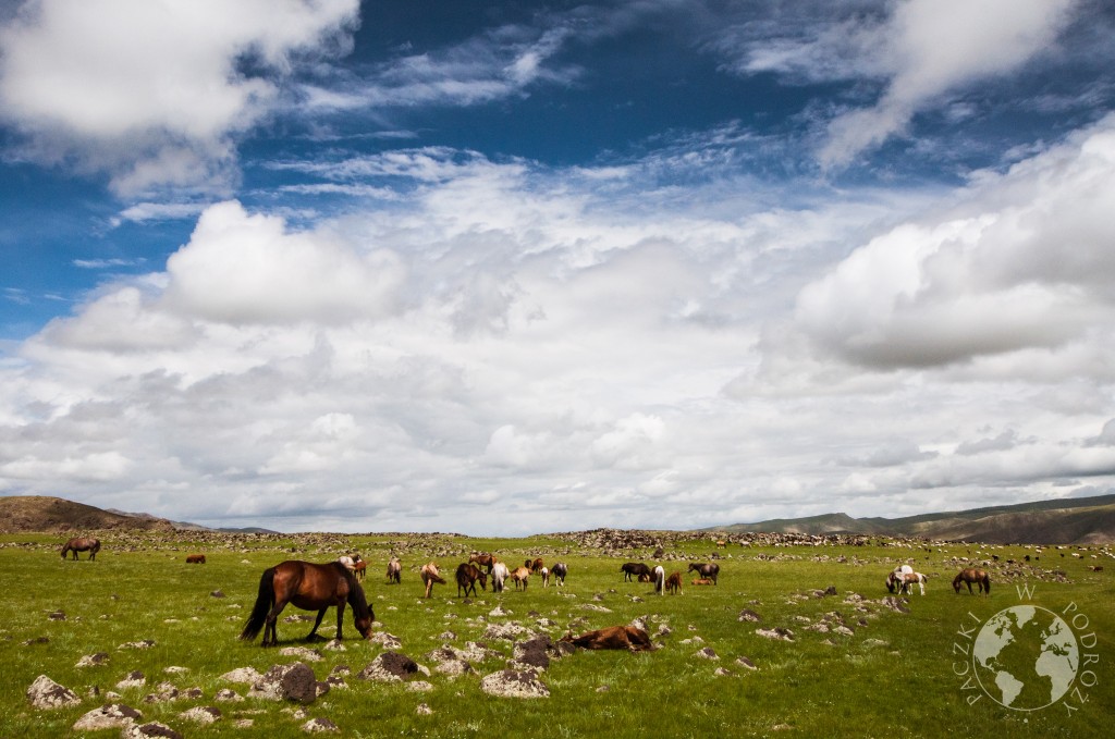 Dzikie konie na stepie, Mongolia