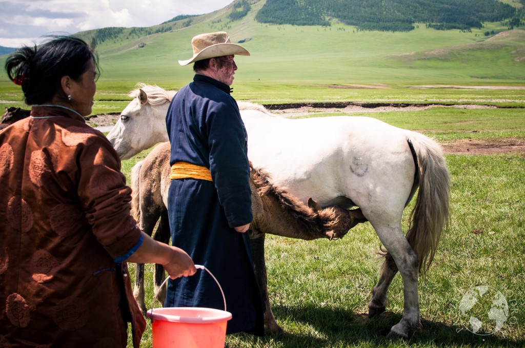 Dojenie klaczy na stepie w Mongolii