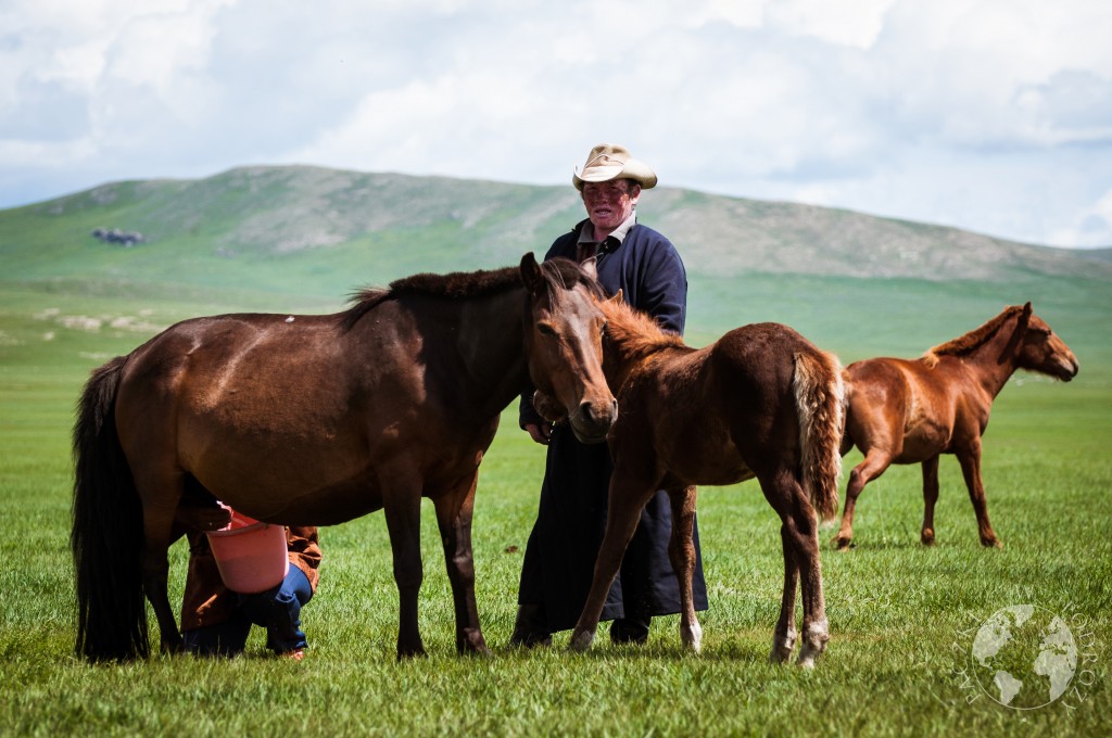 Dojenie klaczy na stepie w Mongolii