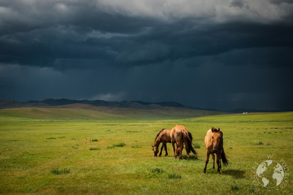Dzikie konie na stepie, Mongolia