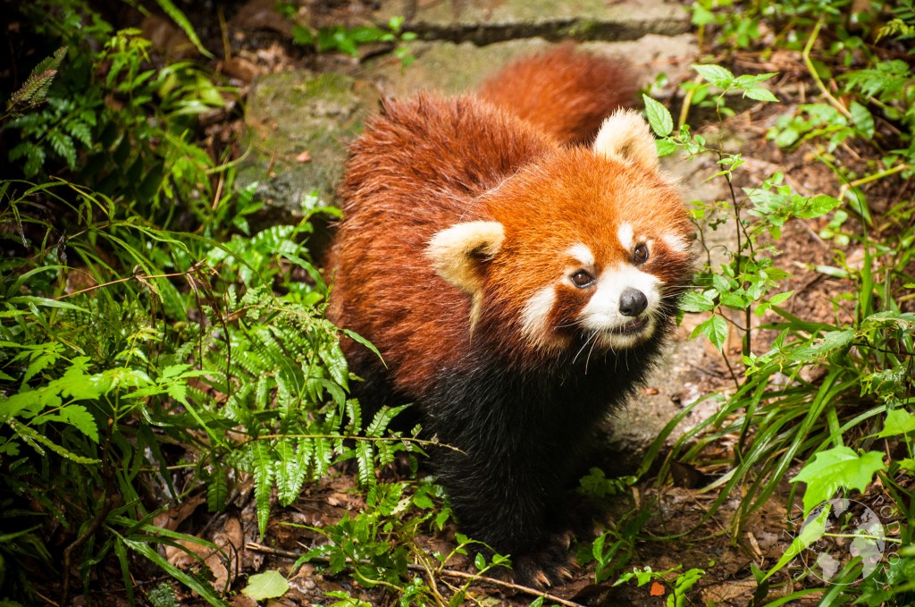 Panda mała w Chengdu, Chiny