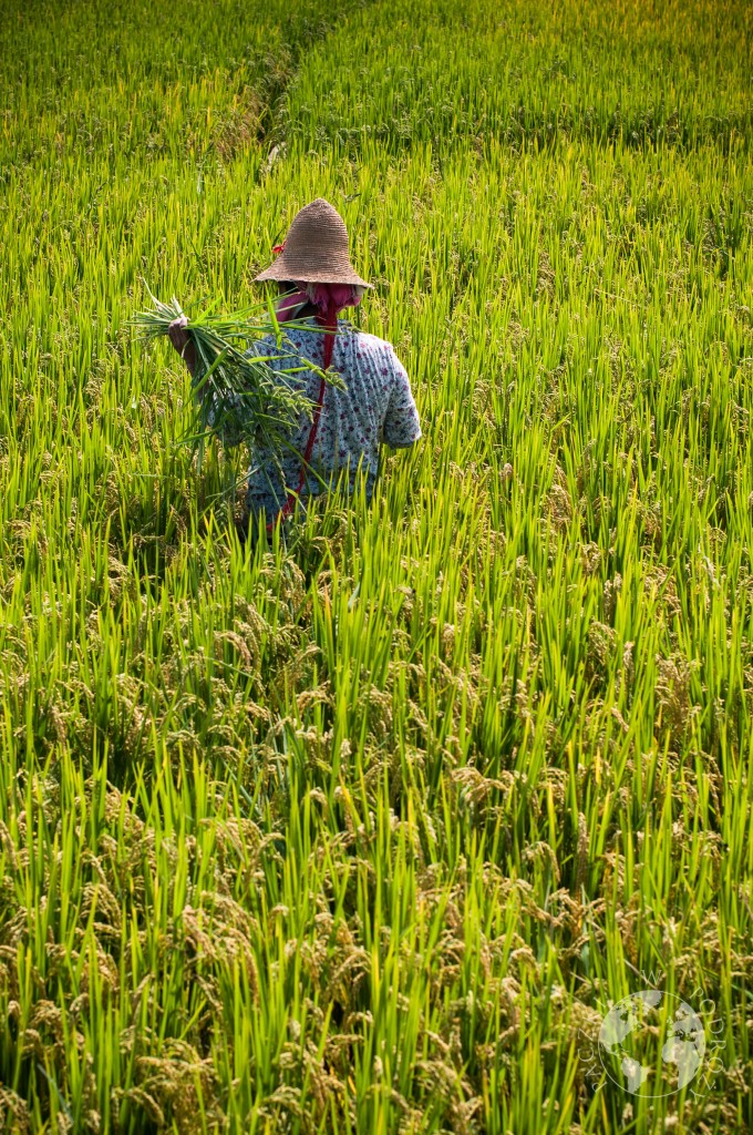 Pola ryżowe, Dali, Yunnan, Chiny