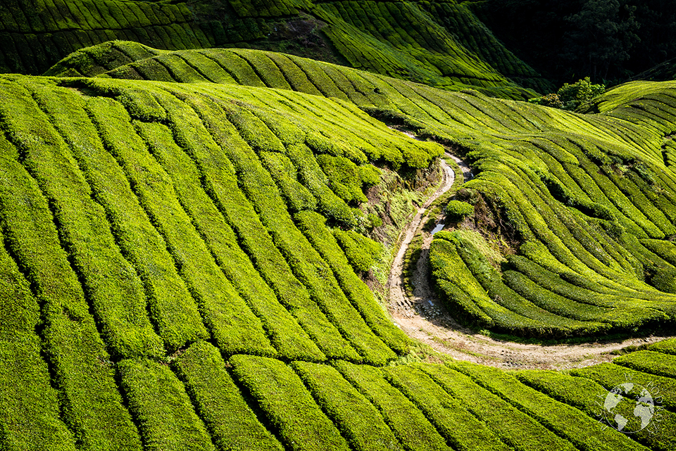 Herbaciane wzgórza, Cameron Highlands, Malezja