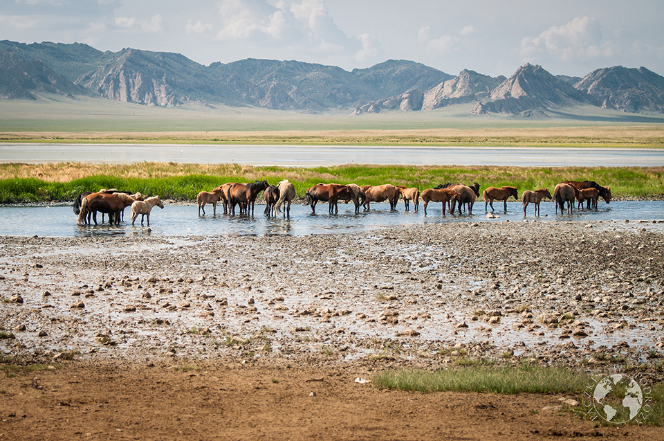 Dzikie konie, gdzieś w stepie, Mongolia