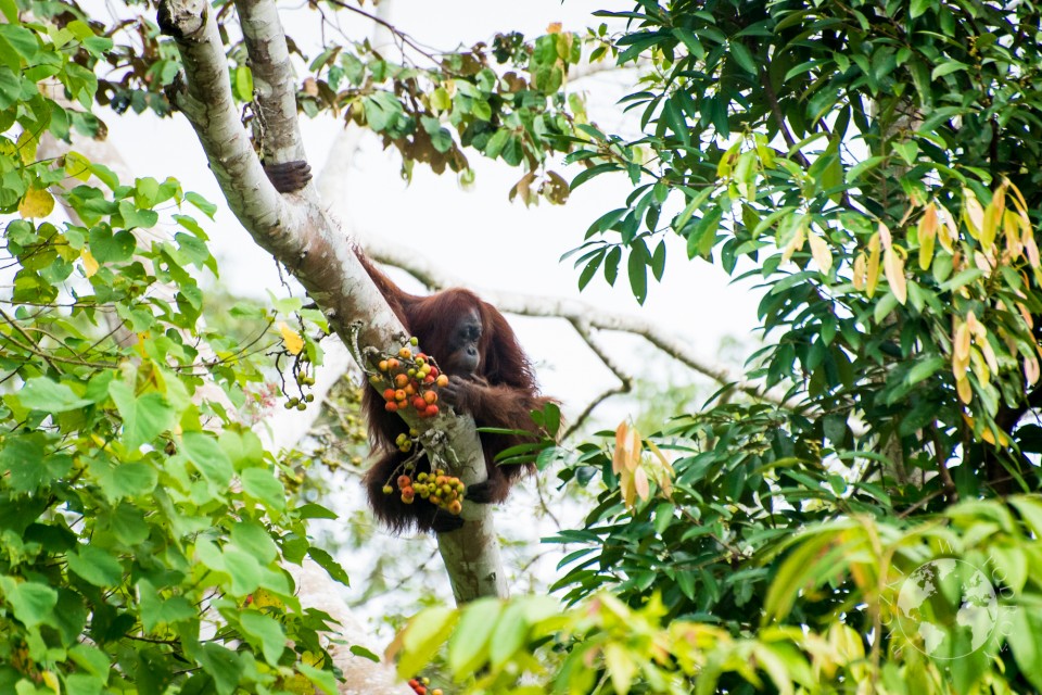 orangutan-2