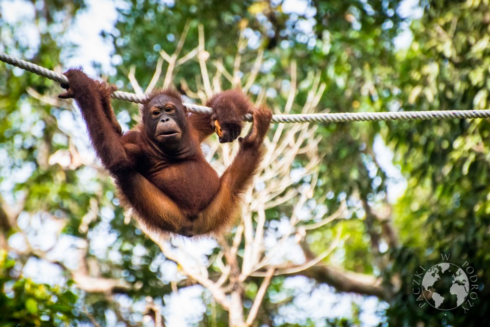 orangutan-4