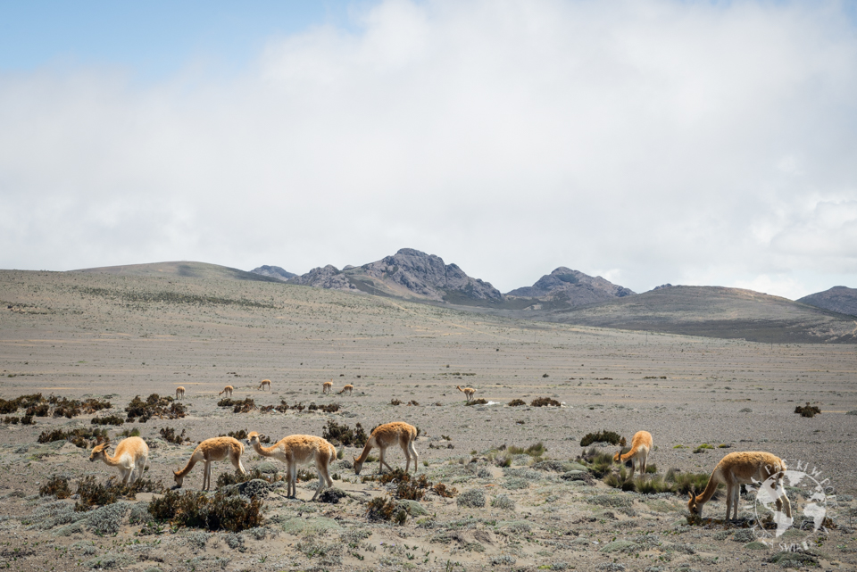 chimborazo-1