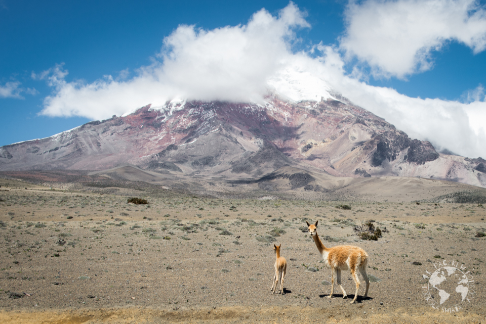 chimborazo-3