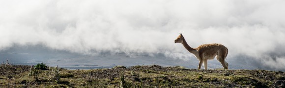 chimborazo